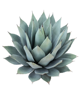 Photo of Agave Fiber in white background